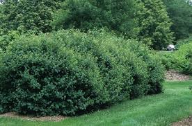 Attēlu rezultāti vaicājumam “Lonicera xylosteum”