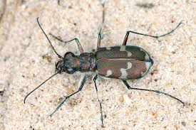 Attēlu rezultāti vaicājumam “Cicindela maritima”