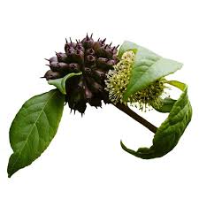 Attēlu rezultāti vaicājumam “Eleutherococcus sessiliflorus”