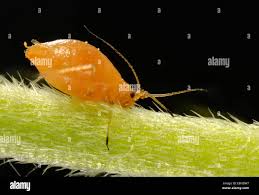 Attēlu rezultāti vaicājumam “Aphididae”