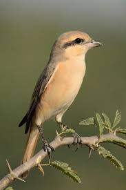 Image result for Lanius isabellinus