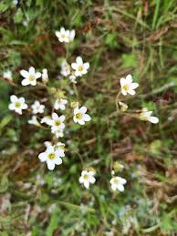 Attēlu rezultāti vaicājumam “Saxifraga granulata leaf”