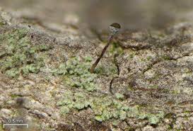 Attēlu rezultāti vaicājumam “Chaenotheca chlorella”