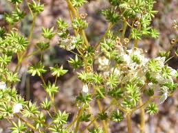 Attēlu rezultāti vaicājumam “Filipendula vulgaris fruit”