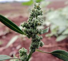 Attēlu rezultāti vaicājumam “Chenopodium album flower”