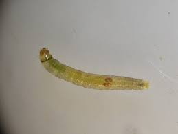 Attēlu rezultāti vaicājumam “Epinotia brunnichana”