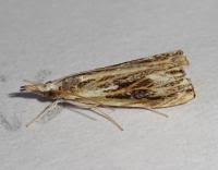 Attēlu rezultāti vaicājumam “Catoptria verellus”