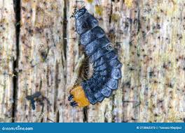 Attēlu rezultāti vaicājumam “Lygistopterus sanguineus”