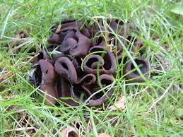 Attēlu rezultāti vaicājumam “Otidea bufonia”