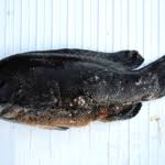 Image result for Tautoga onitis