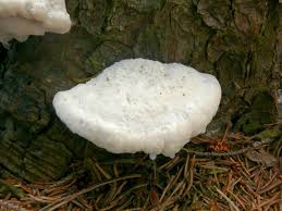 Attēlu rezultāti vaicājumam “Postia stiptica”