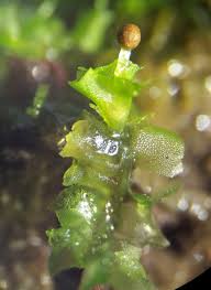 Attēlu rezultāti vaicājumam “Fossombronia wondraczekii”