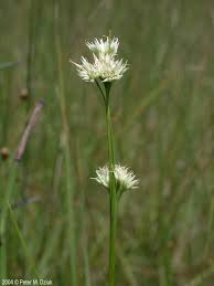 Attēlu rezultāti vaicājumam “Rhynchospora alba leaf”
