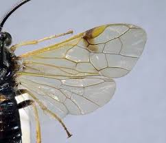 Attēlu rezultāti vaicājumam “Arge ustulata”