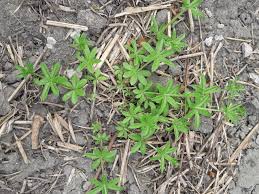 Attēlu rezultāti vaicājumam “Galium triflorum leaf”