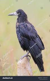 Attēlu rezultāti vaicājumam “Corvus frugilegus”