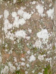 Attēlu rezultāti vaicājumam “Phlyctis agelaea”