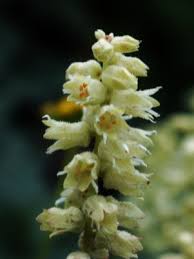 Attēlu rezultāti vaicājumam “Elmerina caryae”