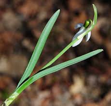 Attēlu rezultāti vaicājumam “Galanthus nivalis fruit”