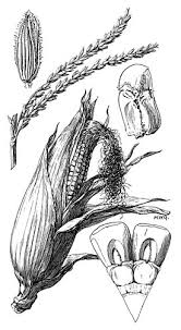 Attēlu rezultāti vaicājumam “Zea mays female flower”