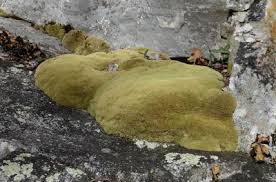 Attēlu rezultāti vaicājumam “Leucobryum glaucum”