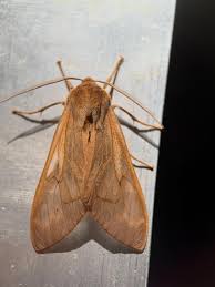 Attēlu rezultāti vaicājumam “Smerinthus ocellata”