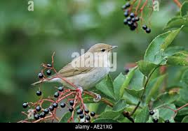 Attēlu rezultāti vaicājumam “Sylvia borin adult”
