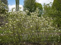 Attēlu rezultāti vaicājumam “Amelanchier spicata flower”