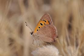 Attēlu rezultāti vaicājumam “Lycaena phlaeas underside”