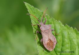 Attēlu rezultāti vaicājumam “Coreus marginatus”
