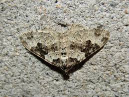 Attēlu rezultāti vaicājumam “Xanthorhoe fluctuata”