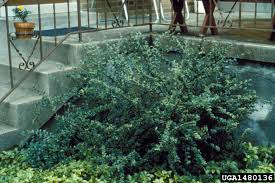 Attēlu rezultāti vaicājumam “Cotoneaster divaricatus”