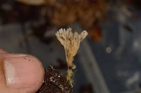 Attēlu rezultāti vaicājumam “Thelephora penicillata”