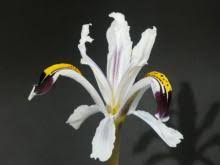 Attēlu rezultāti vaicājumam “Iris rosenbachiana flower”
