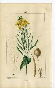 Attēlu rezultāti vaicājumam “Brassica napus”