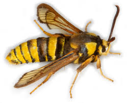 Attēlu rezultāti vaicājumam “Sesia apiformis”