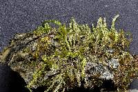 Attēlu rezultāti vaicājumam “Brachytheciastrum velutinum”