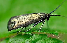 Attēlu rezultāti vaicājumam “Cauchas rufimitrella”