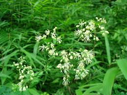 Attēlu rezultāti vaicājumam “Thalictrum minus”