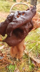 Attēlu rezultāti vaicājumam “Gyromitra infula”