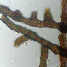 Attēlu rezultāti vaicājumam “Cystocoleus ebeneus”