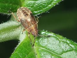 Attēlu rezultāti vaicājumam “Kleidocerys resedae”