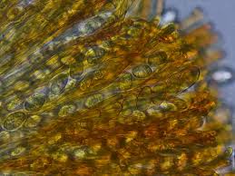 Attēlu rezultāti vaicājumam “Miladina lecithina”