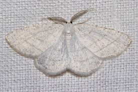 Attēlu rezultāti vaicājumam “Cabera pusaria male”