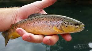 Image result for Salmo trutta