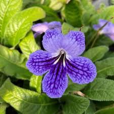 Image result for Streptocarpus