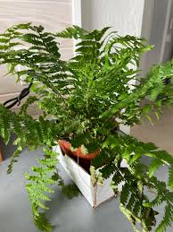 Attēlu rezultāti vaicājumam “Dryopteris cristata”