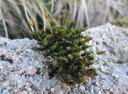 Attēlu rezultāti vaicājumam “Orthotrichum anomalum”