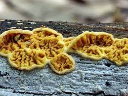 Attēlu rezultāti vaicājumam “Pseudomerulius aureus”