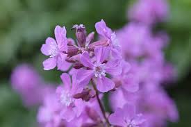 Attēlu rezultāti vaicājumam “Silene viscaria flower”
